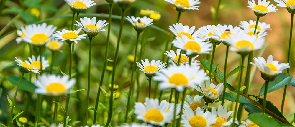 Margeriten