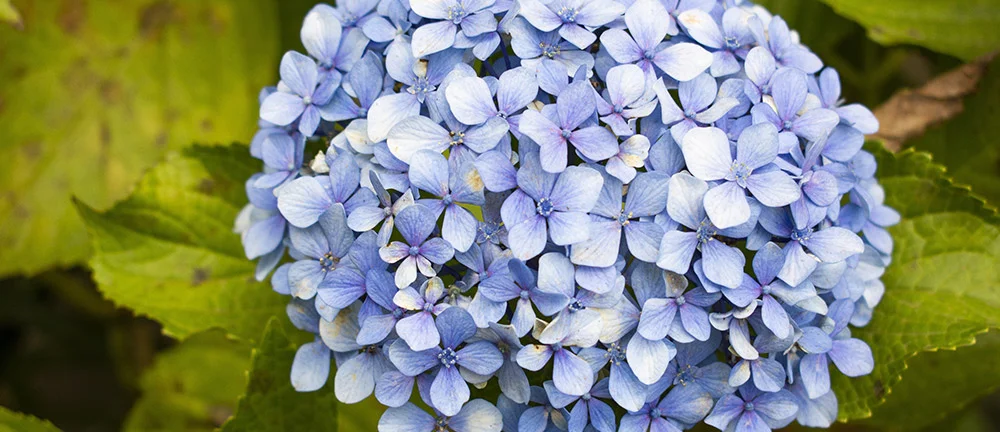 Hortensie